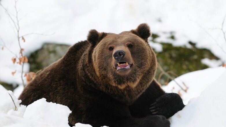 Губернатора-коммуниста СМИ обвинили в убийстве медведя в берлоге