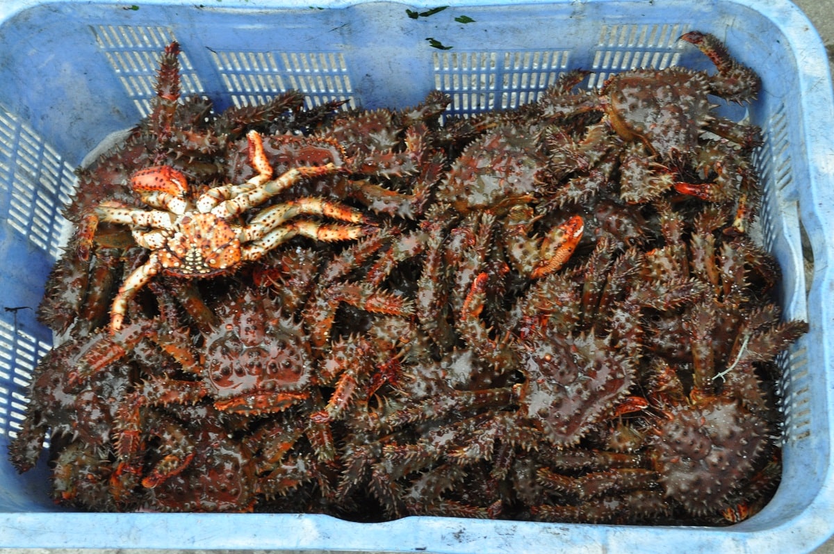 Курильские острова - это рай для любителей морепродуктов. Обычный улов на Шикотане.