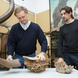 В Кемеровском областном краеведческом музее появились останки древних бизонов