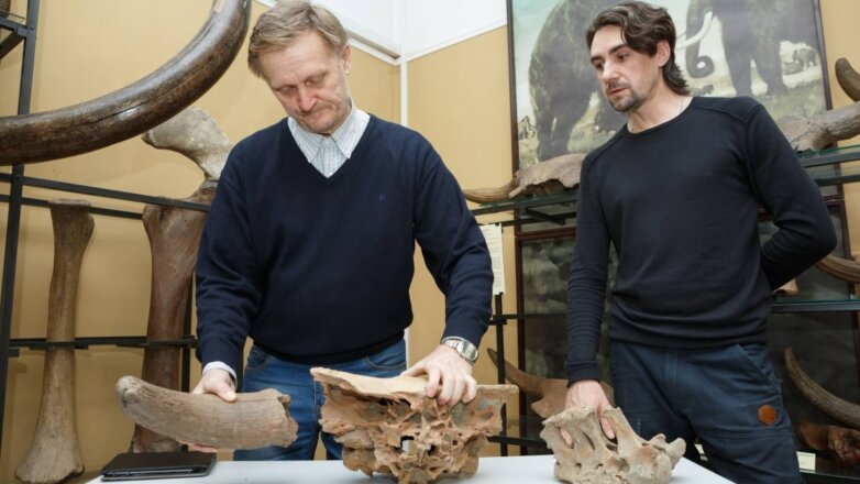 В Кемеровском областном краеведческом музее появились останки древних бизонов