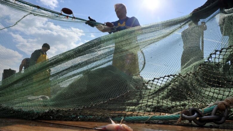 Новые правила вылова рыбы для ДФО могут вступить в силу с 1 июля