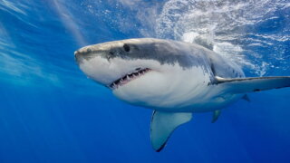 На Гавайях обнаружили самую большую белую акулу