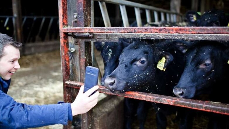 Доильный зал будущего: в Англии технологию 5G тестируют на коровах