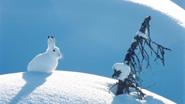 Снегопад вынудил зайцев искать еду во дворах жителей Москвы
