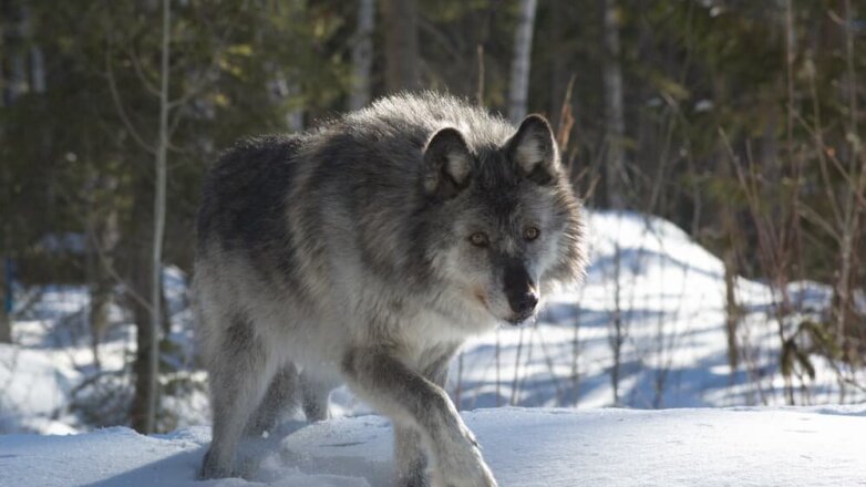 Жители Архангельской области столкнулись с нашествием волков