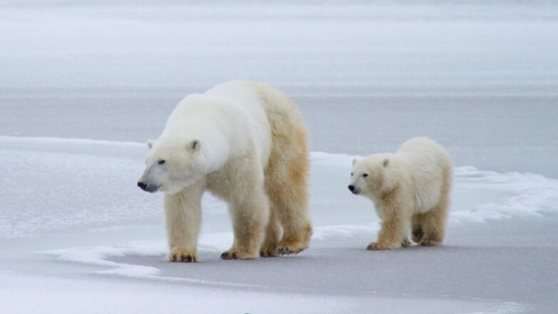 В России выросла популяция белых и бурых медведей