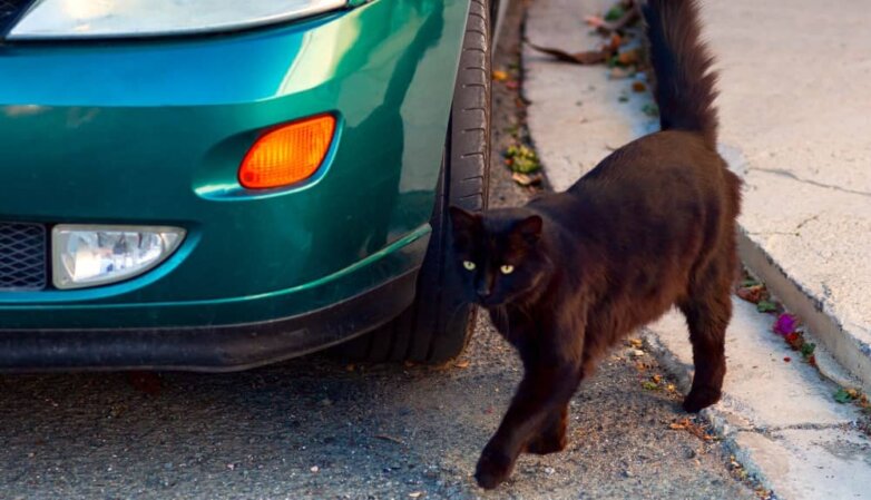 черный кот суеверия