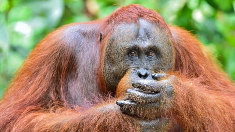 На Борнео орангутан протянул руку защитнику природы