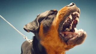 В России предлагают ввести штраф за выгул опасных собак без намордника