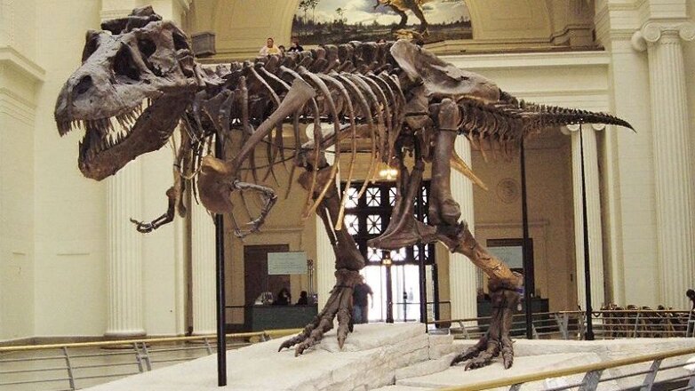На eBay продают окаменелые останки ребенка тираннозавра почти за $3 млн