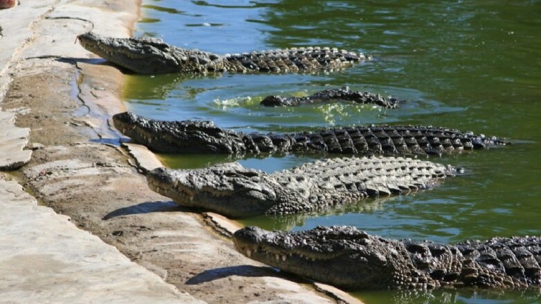 Туристы 26 часов провели в ловушке, окруженные крокодилами