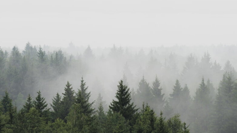 Московскую область рано утром окутал туман