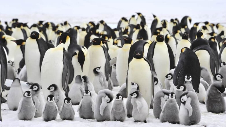 В Антарктиде исчезла крупная колония императорских пингвинов