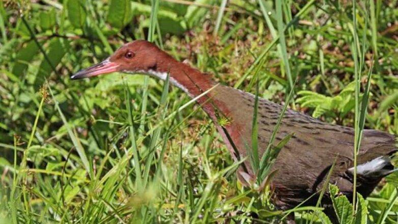 Птиц, считавшихся вымершими 136 тысяч лет назад, обнаружили на Сейшелах