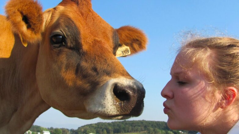 В Европе набирает популярность флешмоб с коровами