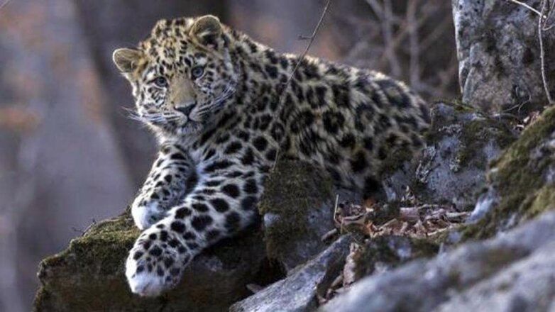 WWF сообщил о росте популяции дальневосточного леопарда