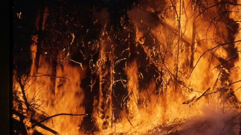 Во Франции масштабные пожары уничтожили более 200 гектаров леса