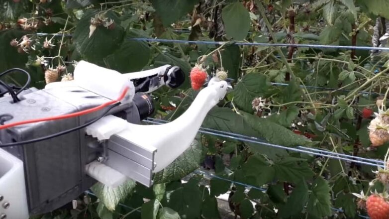 В Сети представлен ролик с роботом-сборщиком малины