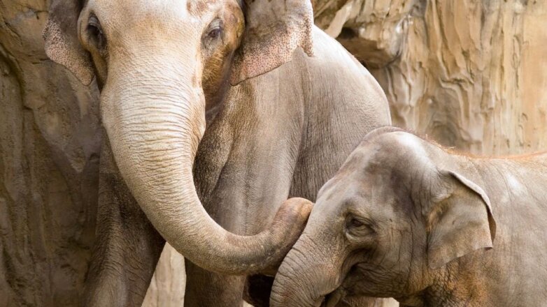 Слонов смогут снова экспортировать из Таиланда
