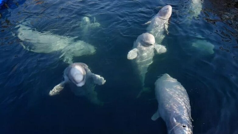 Обитателей «китовой тюрьмы» в Приморье начнут выпускать в ближайшие 10 дней