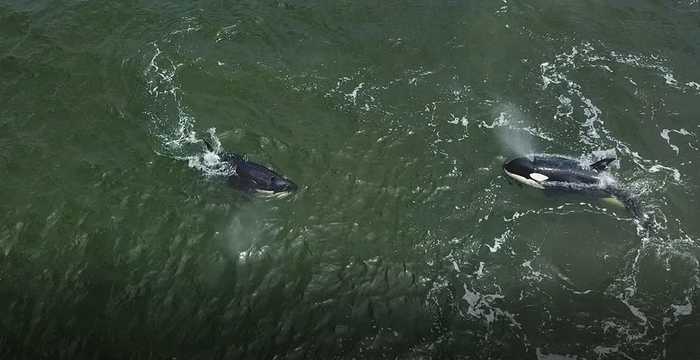 Выпущенные из «китовой тюрьмы» косатки идут к Шантарским островам