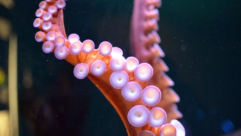 Ученые показали на видео уникальные способности осьминога