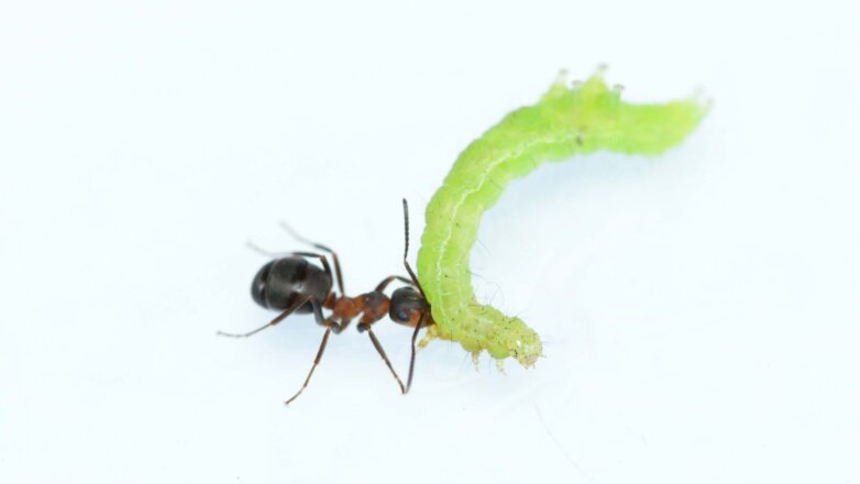 Ученые нашли связь между «профессиями» и интеллектом муравьев