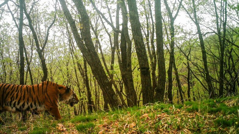 Фотоловушка в Приморье сняла, как тигр «делает селфи»