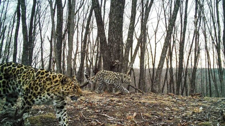 Леопард – «крестница» Памелы Андерсон попала на фотоловушку с котенком