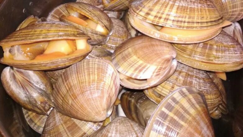 Новые запасы популярного в Азии моллюска нашли на Дальнем Востоке