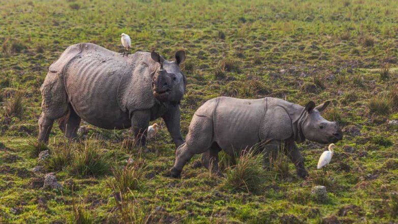 Немецкие учёные спасают вымирающий вид носорога
