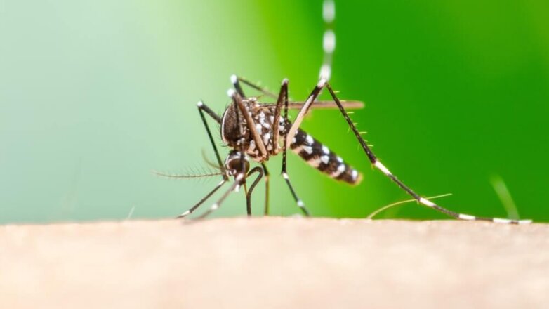 Ученые нашли средство для борьбы с малярийными комарами