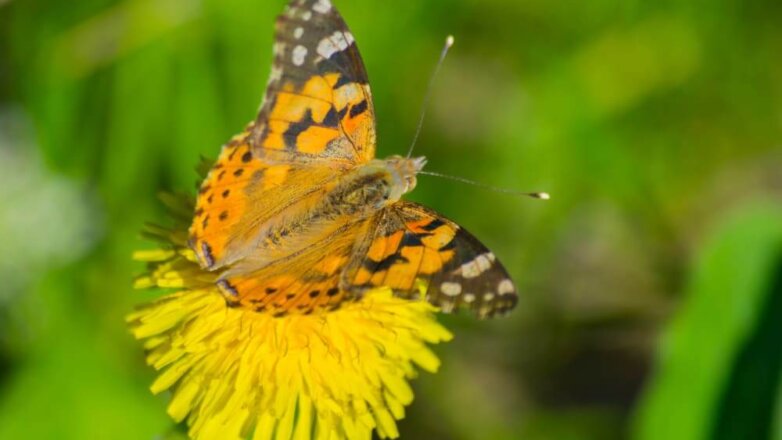 В Швеции произошло нашествие 100 миллионов бабочек