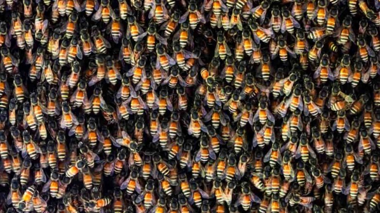 Грузовик со 130 млн пчел перевернулся в США