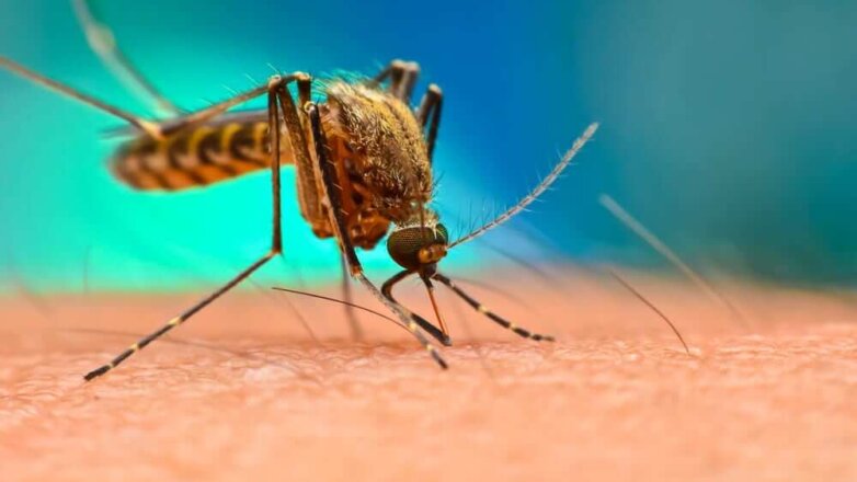 Ученый объяснил, как комары находят «жертв» для укуса
