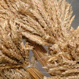 Поставки пшеницы из Приморья в КНДР за полгода выросли в 28 раз