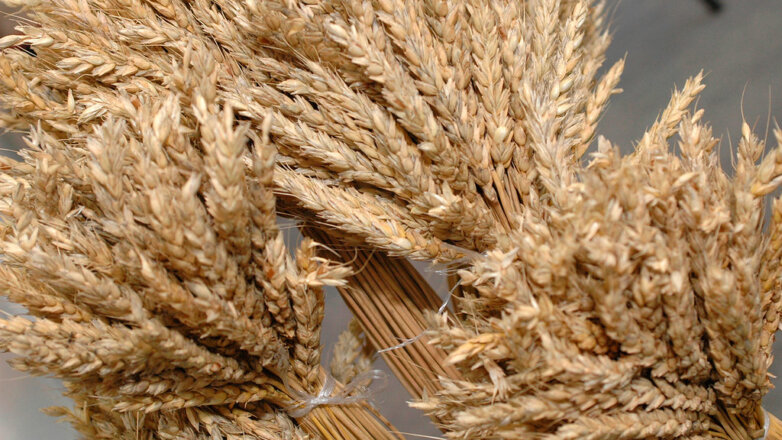 Поставки пшеницы из Приморья в КНДР за полгода выросли в 28 раз