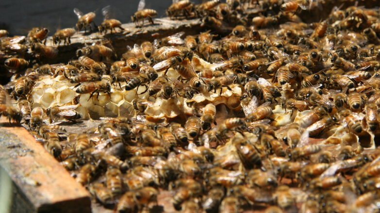 Ущерб от массовой гибели пчёл в России оценили в 1 трлн руб