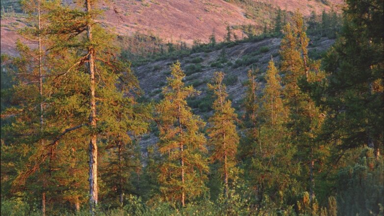 Названы самые «вредные» для климата леса России