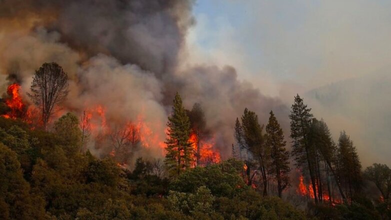 В Иркутской области и Красноярском крае ввели режим ЧС из-за лесных пожаров