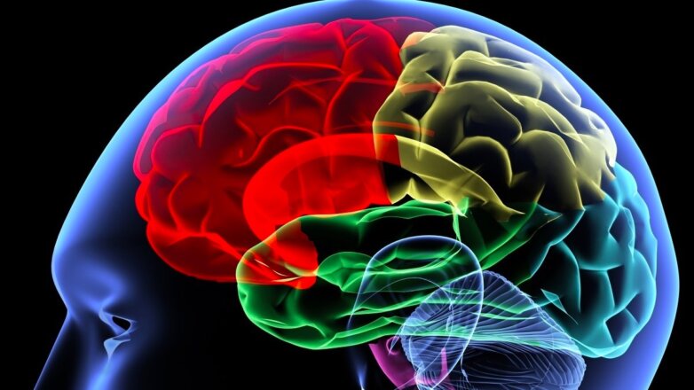 Ученые узнали, что стимулирующие мозг занятия защитят его от старения