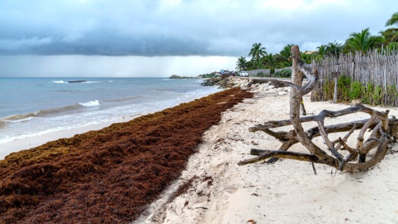 Зловонные водоросли гниют на курортах Карибского бассейна