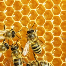 В Союзе пчеловодов России указали на нехватку пчел, необходимых в сельском хозяйстве