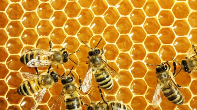 Минсельхоз подсчитал, сколько погибло пчёл в России