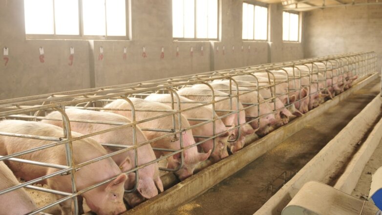 В Ульяновской области введён режим ЧС из-за чумы свиней