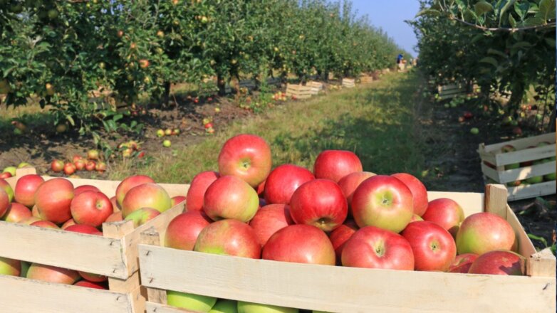 В Россию разрешили ввозить белорусские яблоки