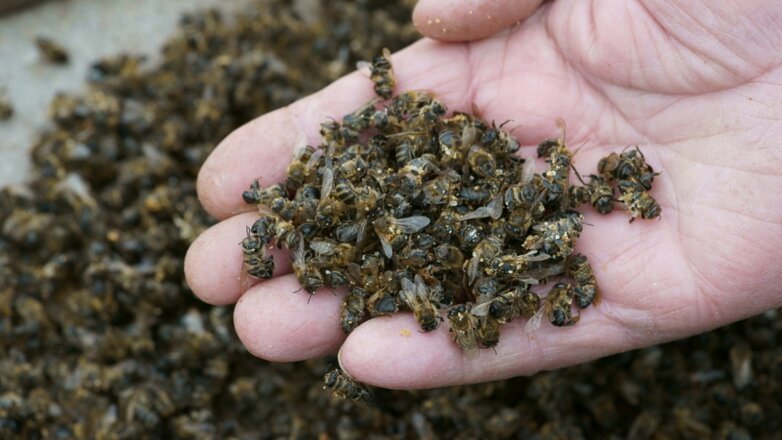 В 20 регионах России массово гибнут пчёлы
