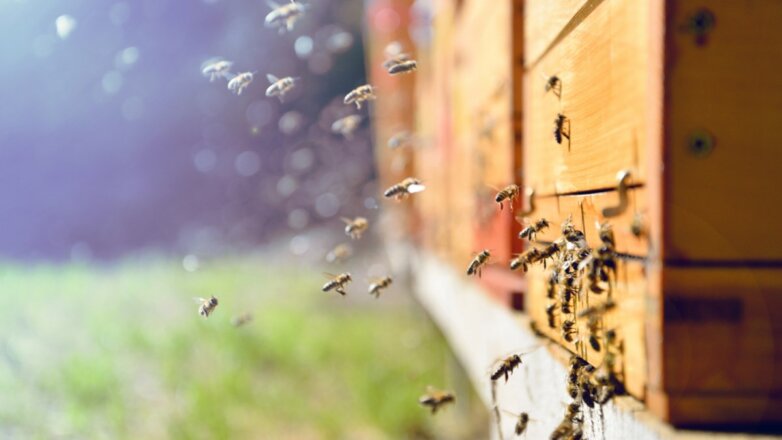 В Минсельхозе считают, что гибель пчёл не отразится на урожайности