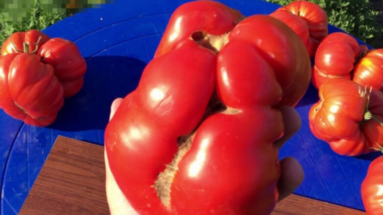 Дачники уличили в колдовстве вырастившую нестандартные помидоры соседку