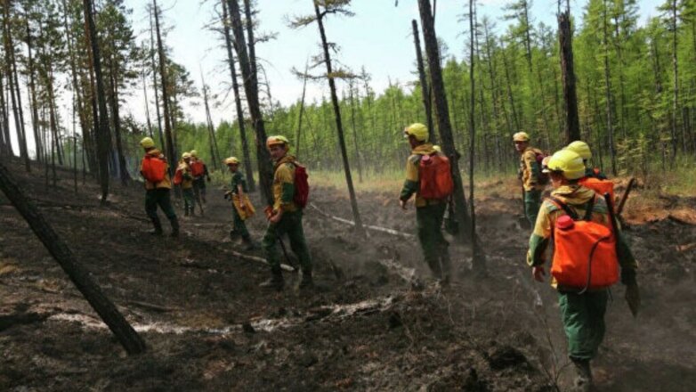 Генпрокуратура выявила намеренные поджоги лесов в Сибири